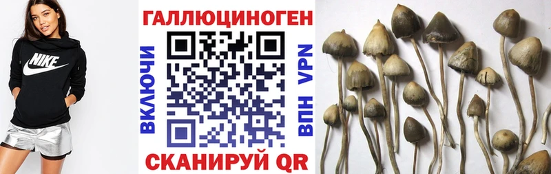 Купить  Короча  Псилоцибиновые грибы Psilocybine cubensis 
