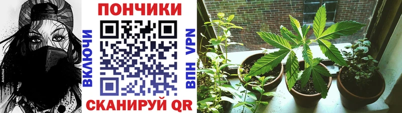 Купить  Короча  МАРИХУАНА ГИДРОПОН 